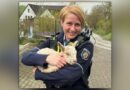 Kleines “Osterwunder”: Polizei gibt Lamm zur Herde zurück