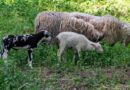 Lamm aus Notlage in Regenrückhaltebecken gerettet
